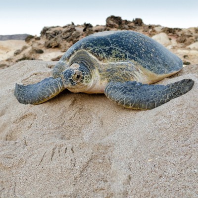 4 Days Dazzling Oman Tour Package